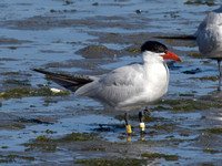 Banded Caspian Terns