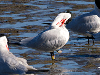 Banded Caspian Terns