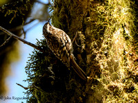 Brown Creeper