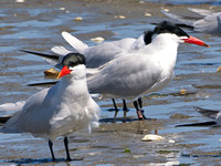 Banded Caspian Terns