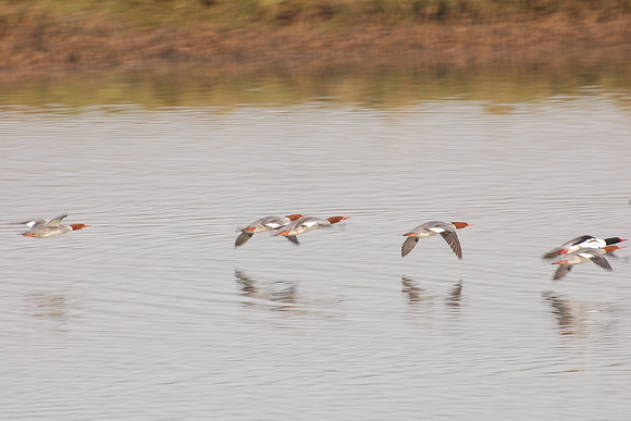 Common Mergansers in Flight
