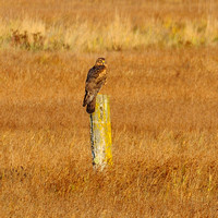 Northern Harrier (Female)