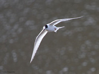 Arctic Tern