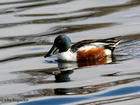 Northern Shoveler