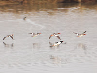 Common Mergansers in Flight