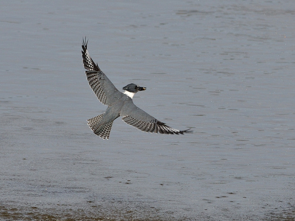 Belted Kingfisher 6 of 7