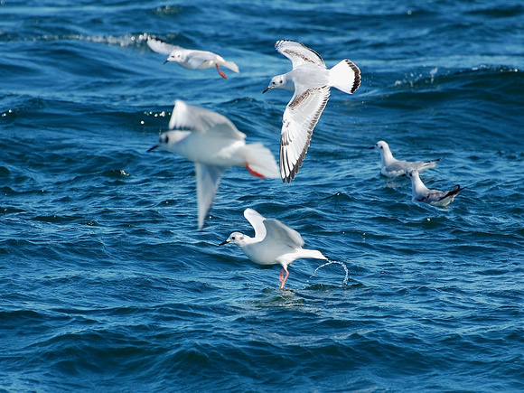 Juvenile and Adult Bonaparte's Gulls