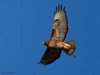 Red-tail Hawk