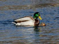 Mallards